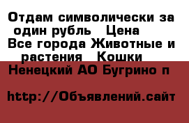 Отдам символически за один рубль › Цена ­ 1 - Все города Животные и растения » Кошки   . Ненецкий АО,Бугрино п.